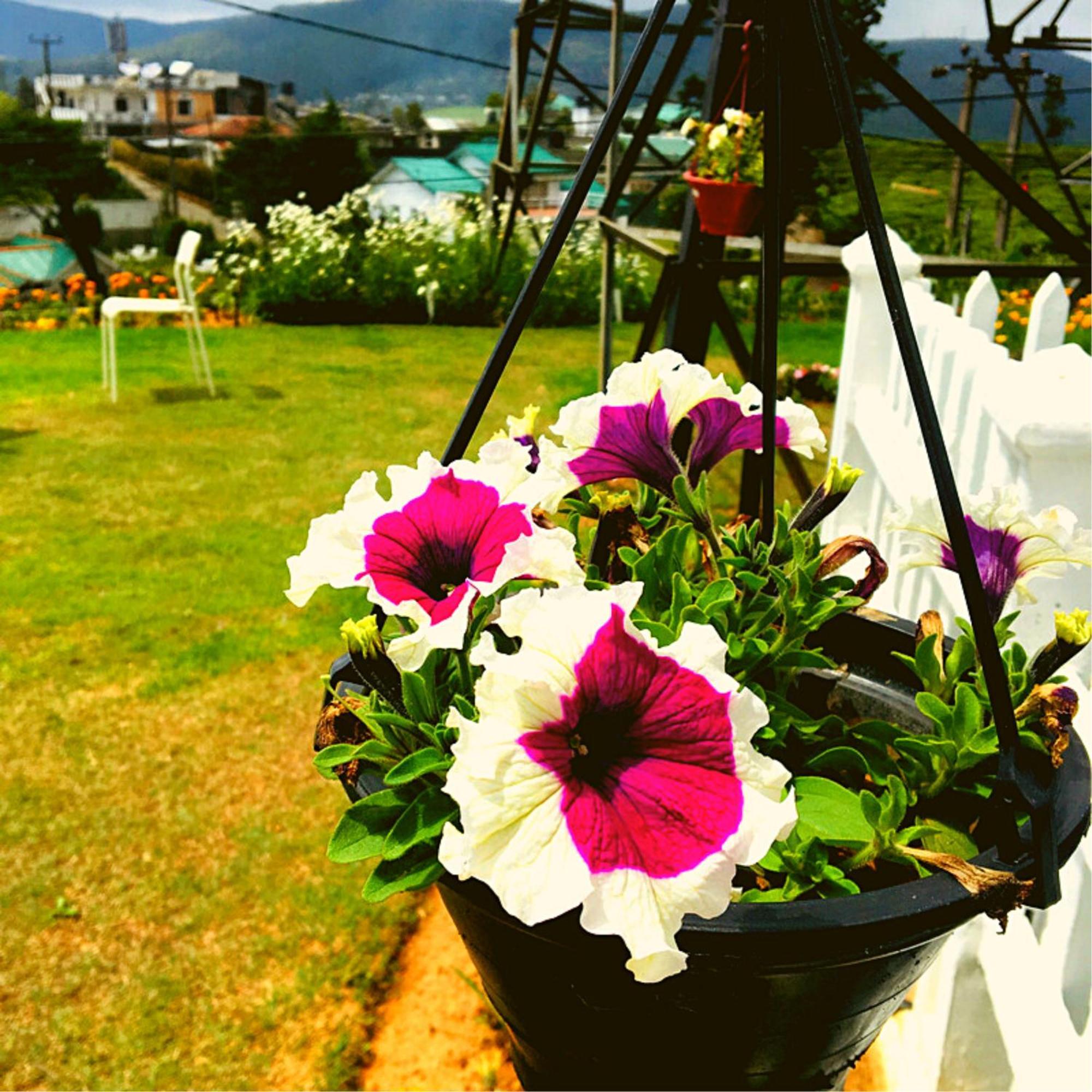 Thuring'S Holiday Bungalow Νουβάρα Ελίγια Εξωτερικό φωτογραφία